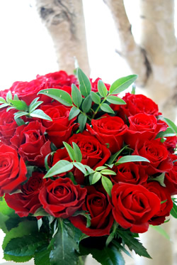 �A�j�o�[�T���[���[�Y�u�[�P