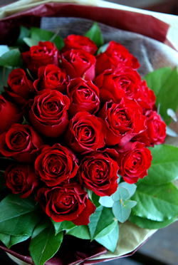 �G���K���g���[�Y�u�[�P